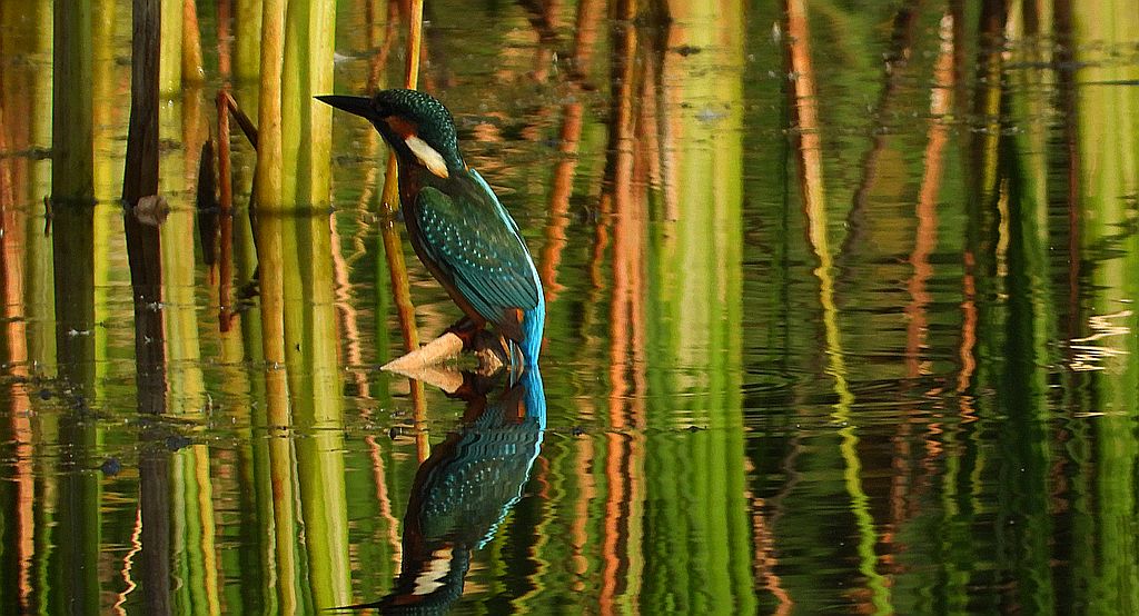 Zimorodek (Alcedo atthis)