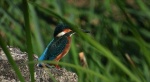 Zimorodek (Alcedo atthis)