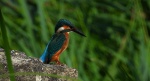 Zimorodek (Alcedo atthis)