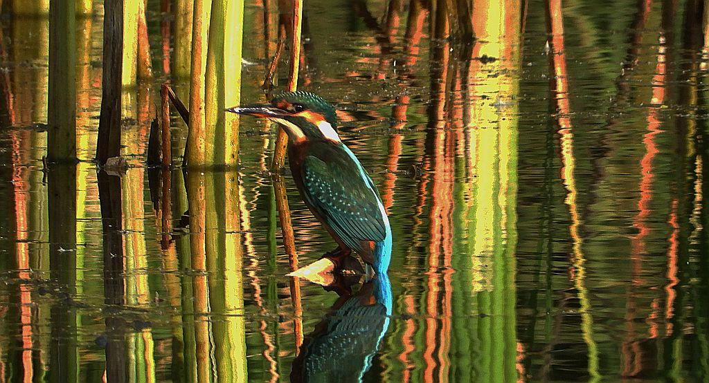 Zimorodek (Alcedo atthis)