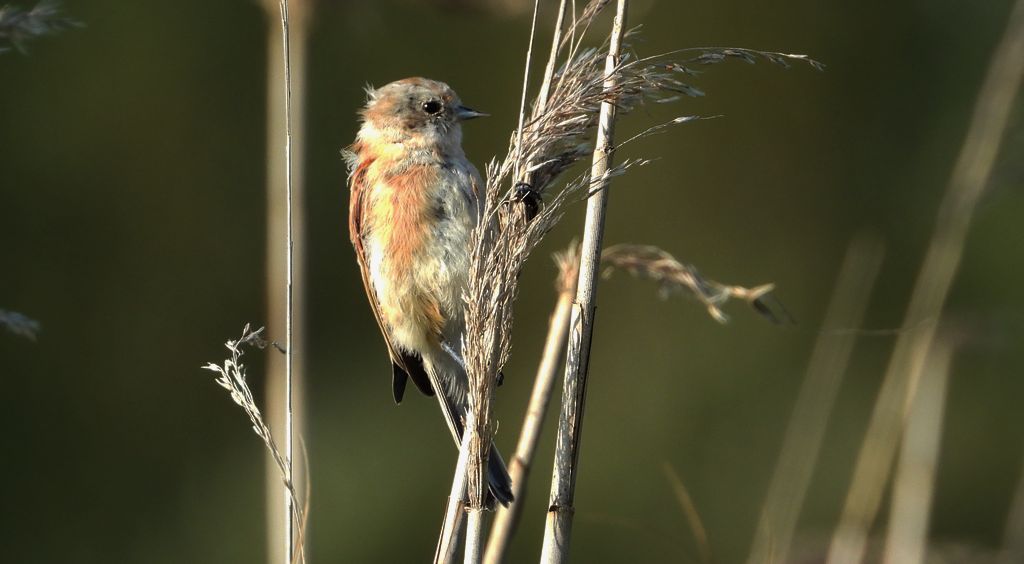 Remiz (Remiz pendulinus)