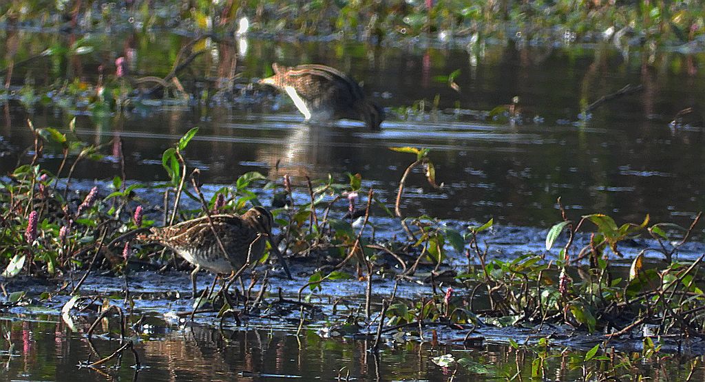 Kszyk, bekas kszyk, bekas baranek (Gallinago gallinago)
