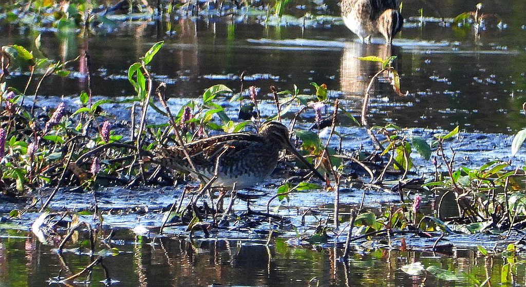 Kszyk, bekas kszyk, bekas baranek (Gallinago gallinago)
