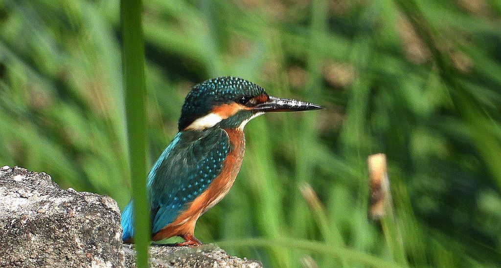 Zimorodek (Alcedo atthis)