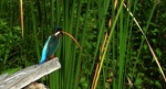 Zimorodek (Alcedo atthis)