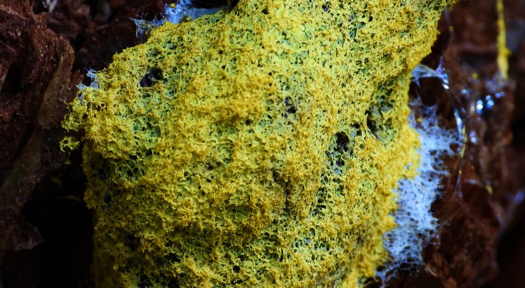 Wykwit piankowaty (Fuligo septica)