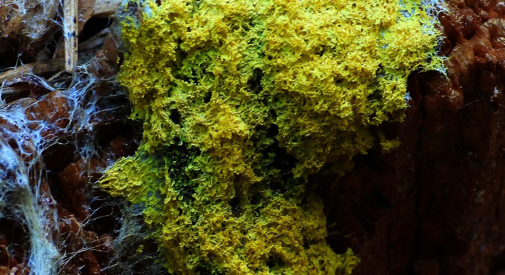 Wykwit piankowaty (Fuligo septica)