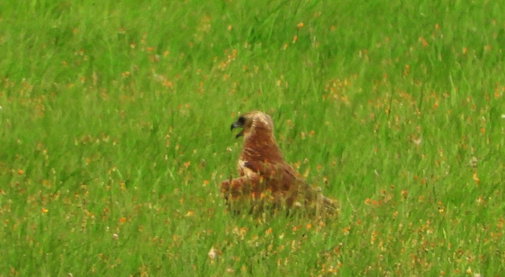 Błotniak łąkowy (Circus pygargus)