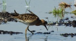 Batalion, bojownik batalion, bojownik zmienny, biegus bojownik, bojownik odmienny (Calidris pugnax)