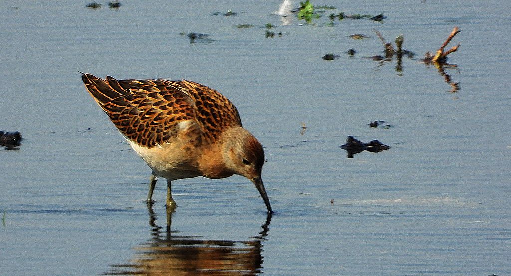 Batalion, bojownik batalion, bojownik zmienny, biegus bojownik, bojownik odmienny (Calidris pugnax)