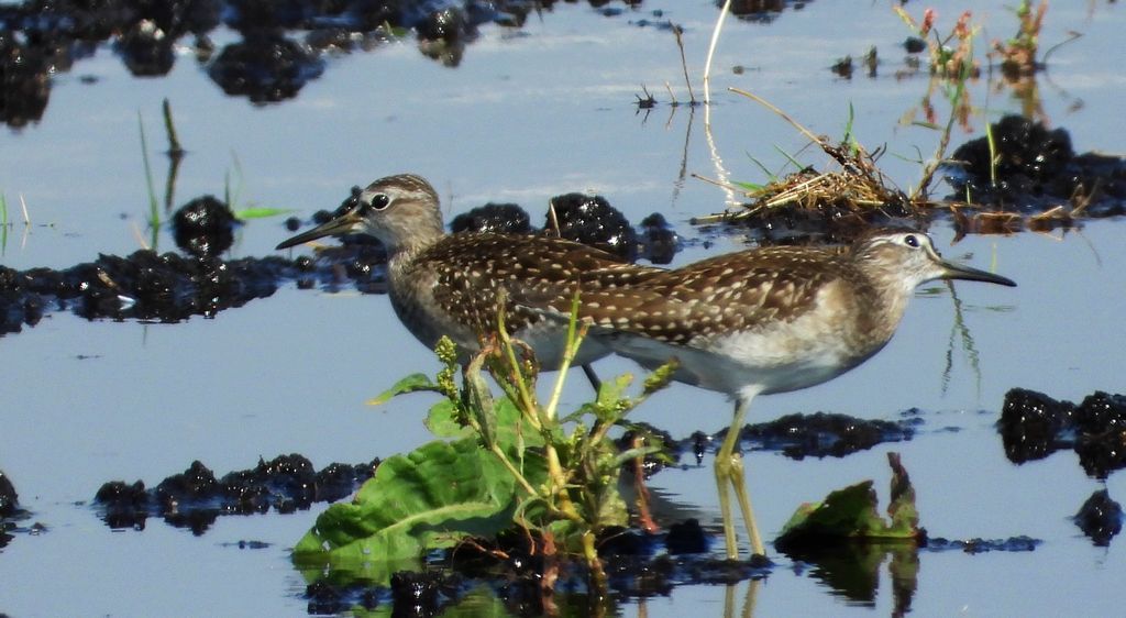 Łęczak, brodziec leśny, trawnik (Tringa glareola)
