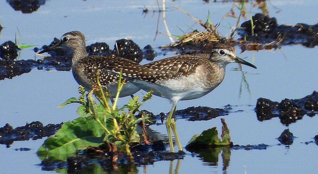 Łęczak, brodziec leśny, trawnik (Tringa glareola)