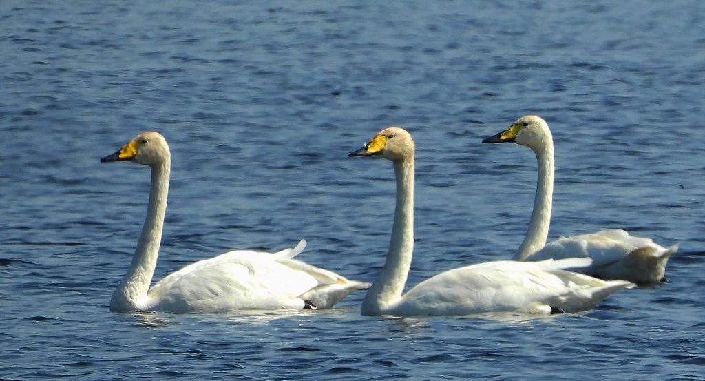 Łabędź krzykliwy (Cygnus cygnus)