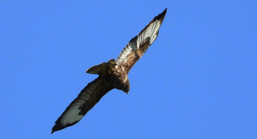 Myszołów zwyczajny (Buteo buteo)