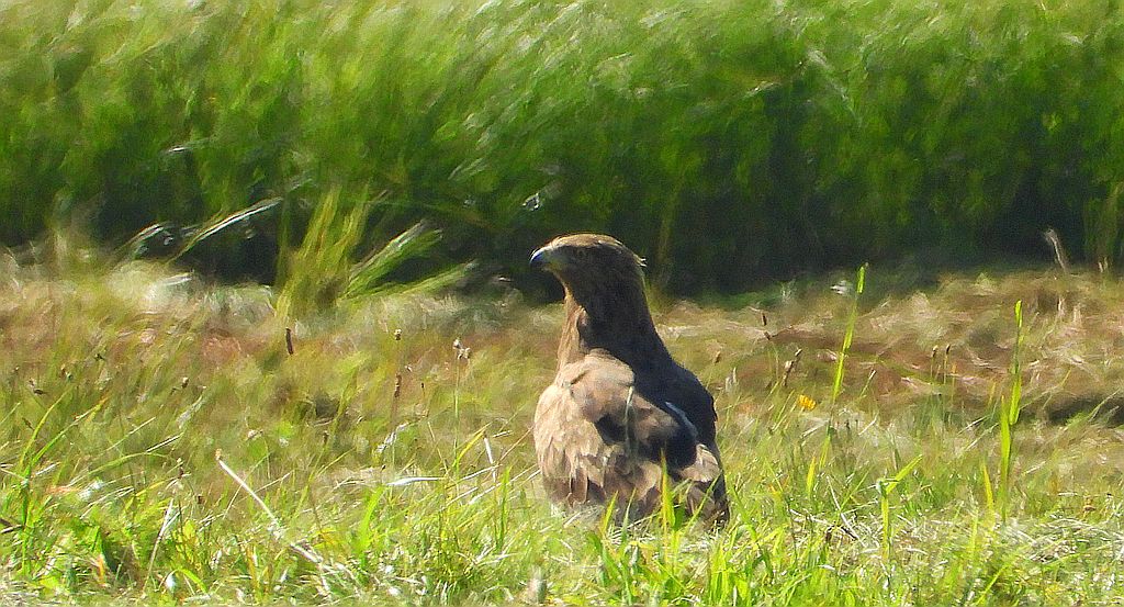 Orlik krzykliwy (Clanga pomarina)