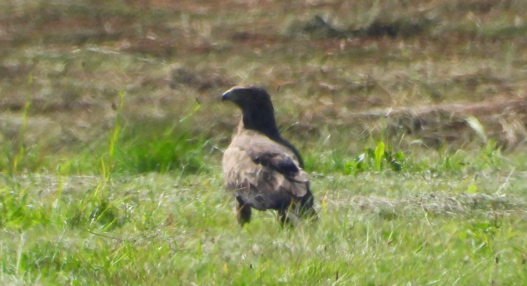 Orlik krzykliwy (Clanga pomarina)