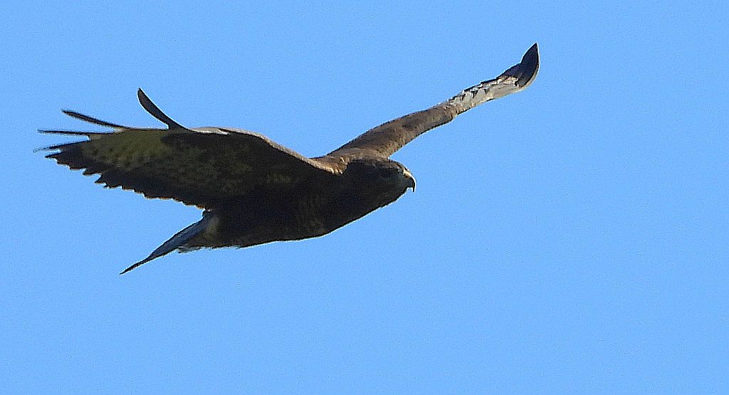 Myszołów zwyczajny (Buteo buteo)