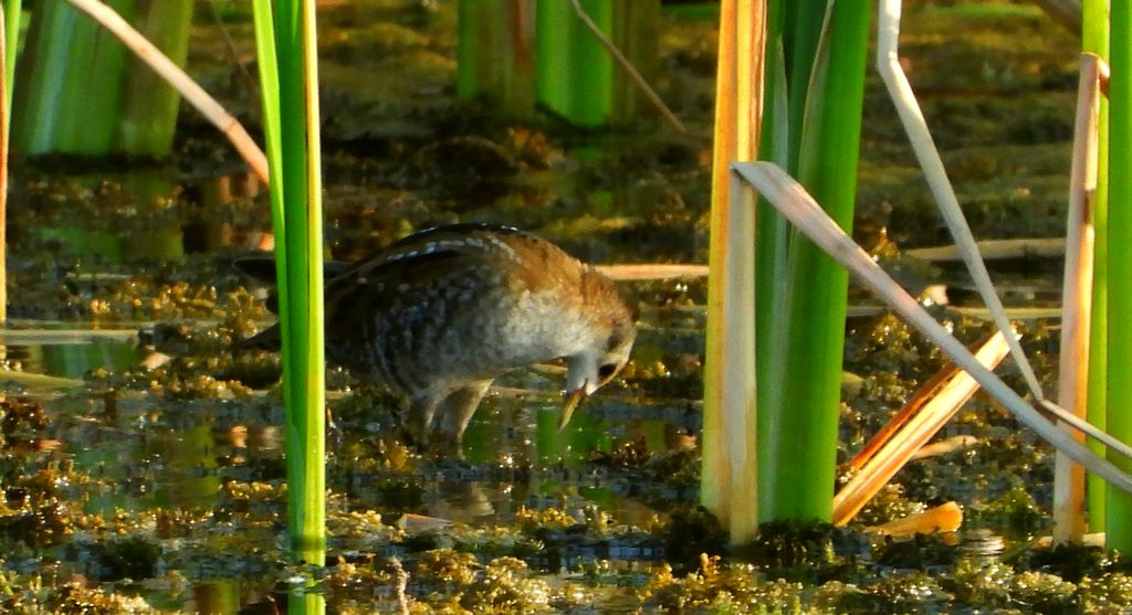 Zielonka, kureczka zielonka (Zapornia parva)