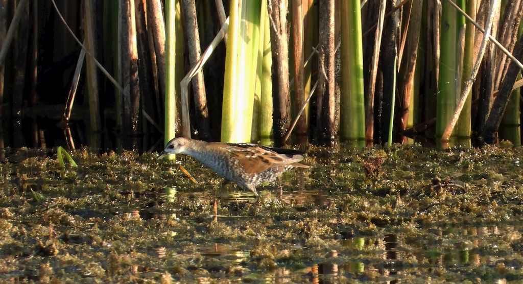 Zielonka, kureczka zielonka (Zapornia parva)