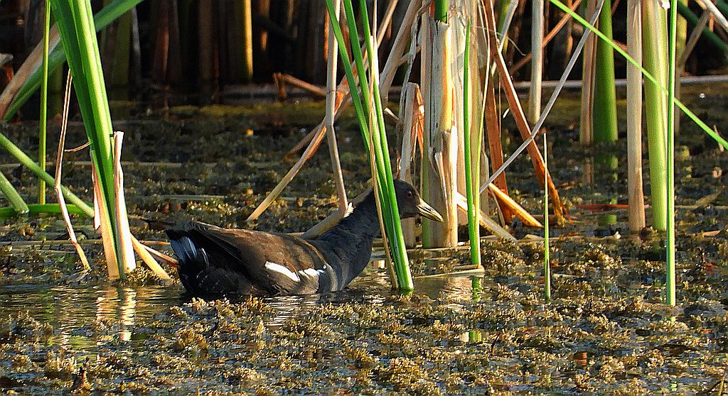 kokoszka wodna, kurka wodna (Gallinula chloropus)