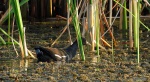 kokoszka wodna, kurka wodna (Gallinula chloropus)
