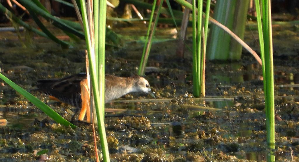 Zielonka, kureczka zielonka (Zapornia parva)