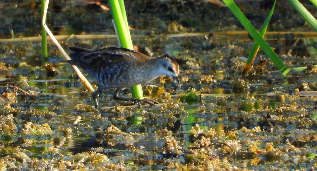 Zielonka, kureczka zielonka (Zapornia parva)
