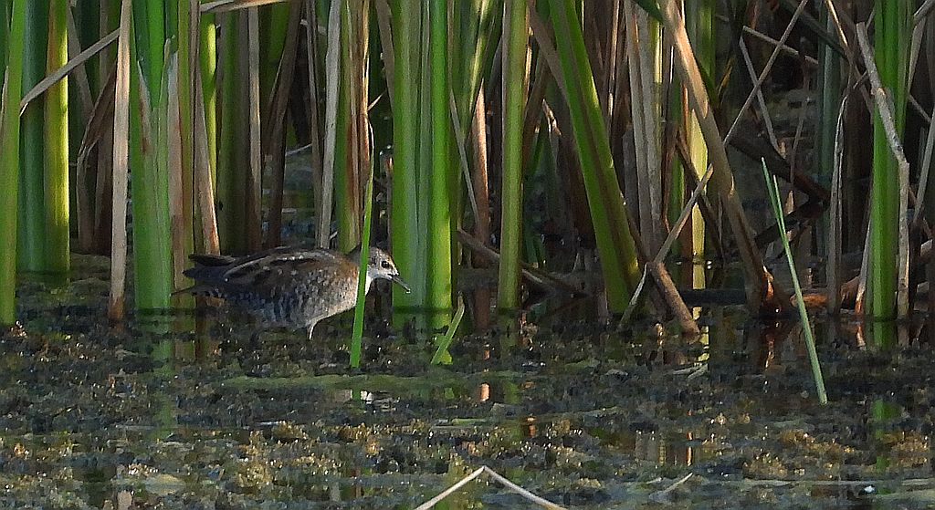 Zielonka, kureczka zielonka (Zapornia parva)