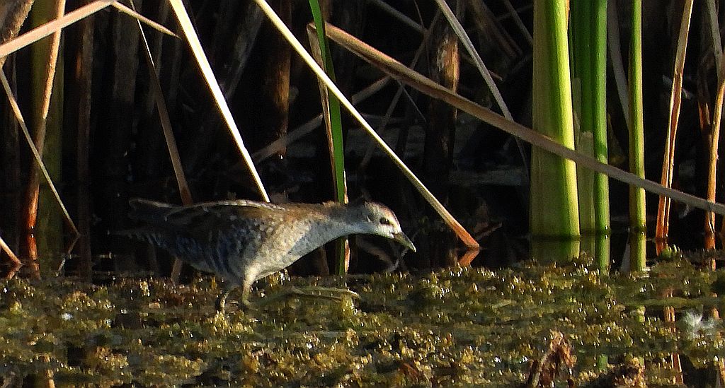 Zielonka, kureczka zielonka (Zapornia parva)