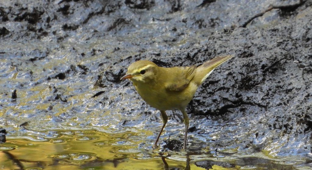 Świstunka leśna (Rhadina sibilatrix)