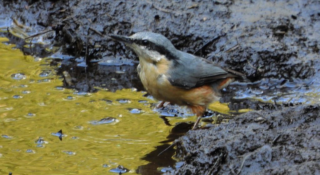 Kowalik, bargiel (Sitta europaea)