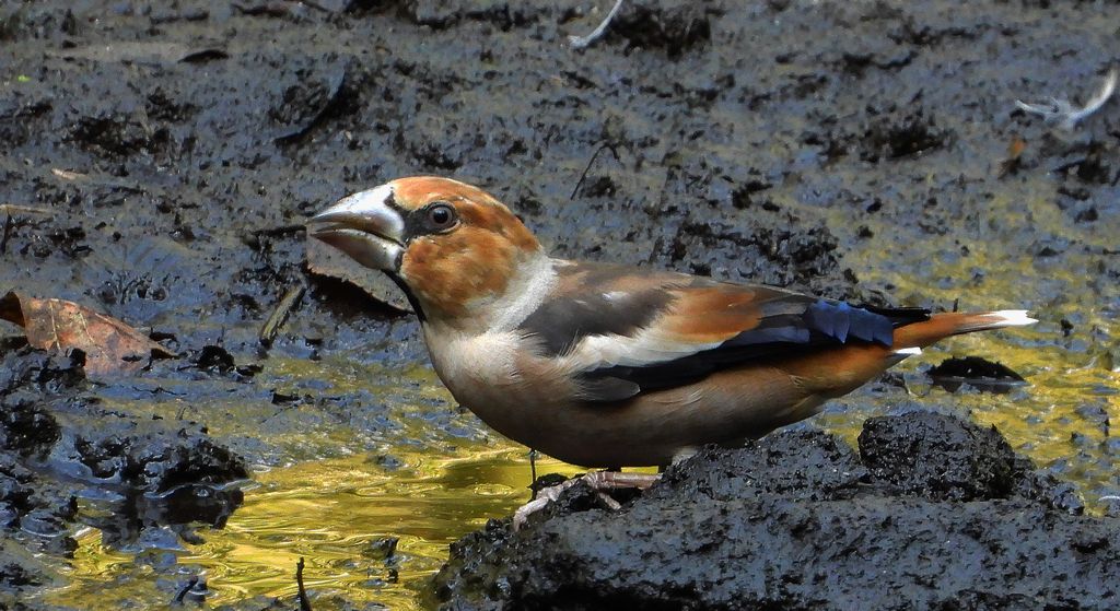 Grubodziób, pestkojad, grabołusk (Coccothraustes coccothraustes)