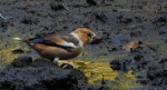 Grubodziób, pestkojad, grabołusk (Coccothraustes coccothraustes)