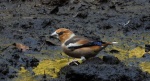 Grubodziób, pestkojad, grabołusk (Coccothraustes coccothraustes)