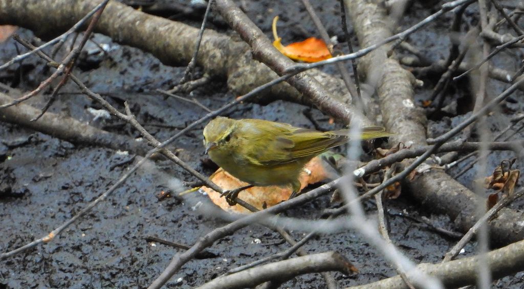 Świstunka leśna (Rhadina sibilatrix)