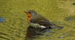 Rudzik, rudzik zwyczajny, raszka (Erithacus rubecula)
