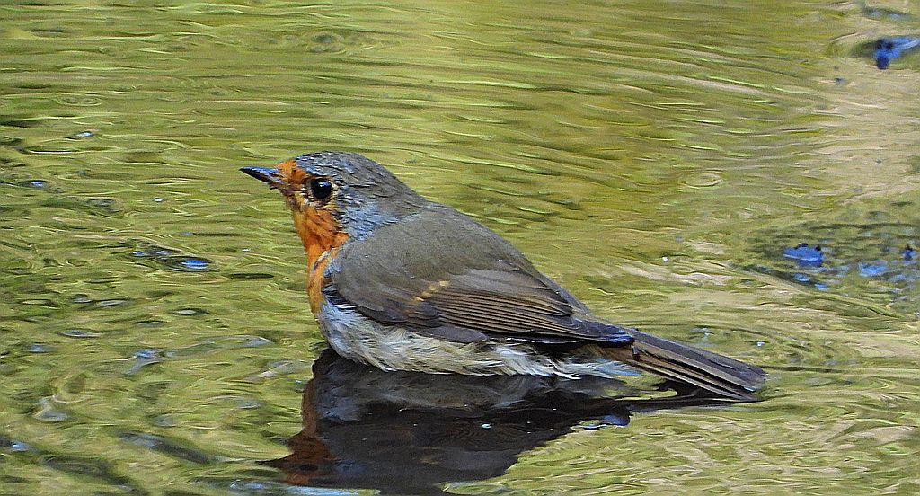 Rudzik, rudzik zwyczajny, raszka (Erithacus rubecula)