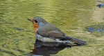Rudzik, rudzik zwyczajny, raszka (Erithacus rubecula)