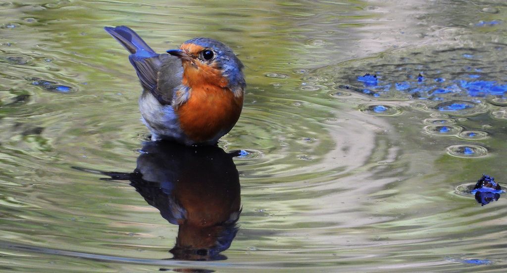 Rudzik, rudzik zwyczajny, raszka (Erithacus rubecula)