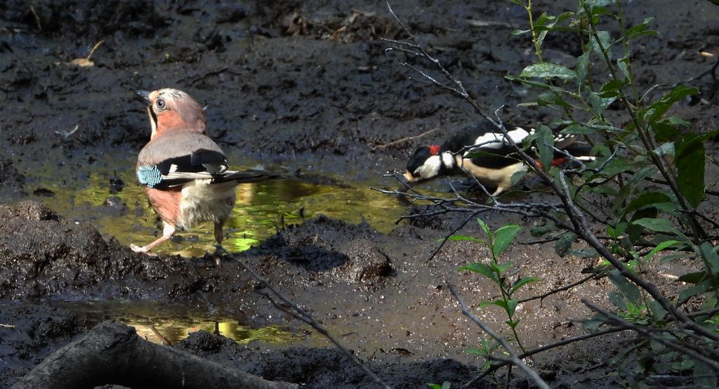 Sójka zwyczajna, sójka, sójka żołędziówka (Garrulus glandarius) i dzięcioł duży, dzięcioł pstry większy (Dendrocopos major)