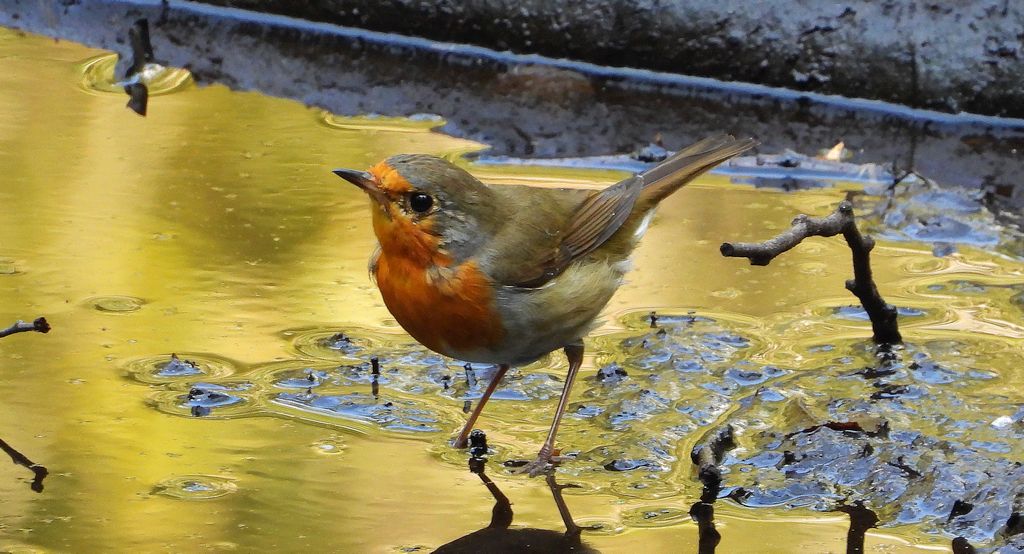 Rudzik, rudzik zwyczajny, raszka (Erithacus rubecula)