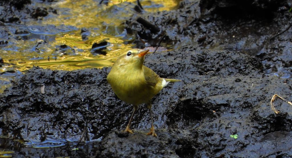 Świstunka leśna (Rhadina sibilatrix)