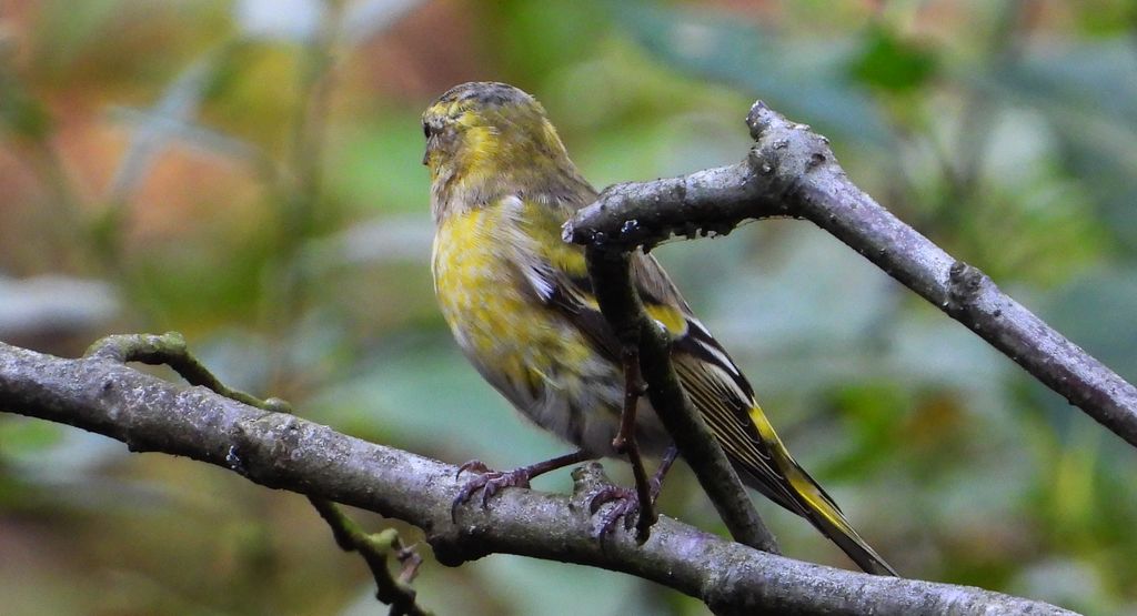 Czyż, czyż pospolity, czyżyk (Spinus spinus)