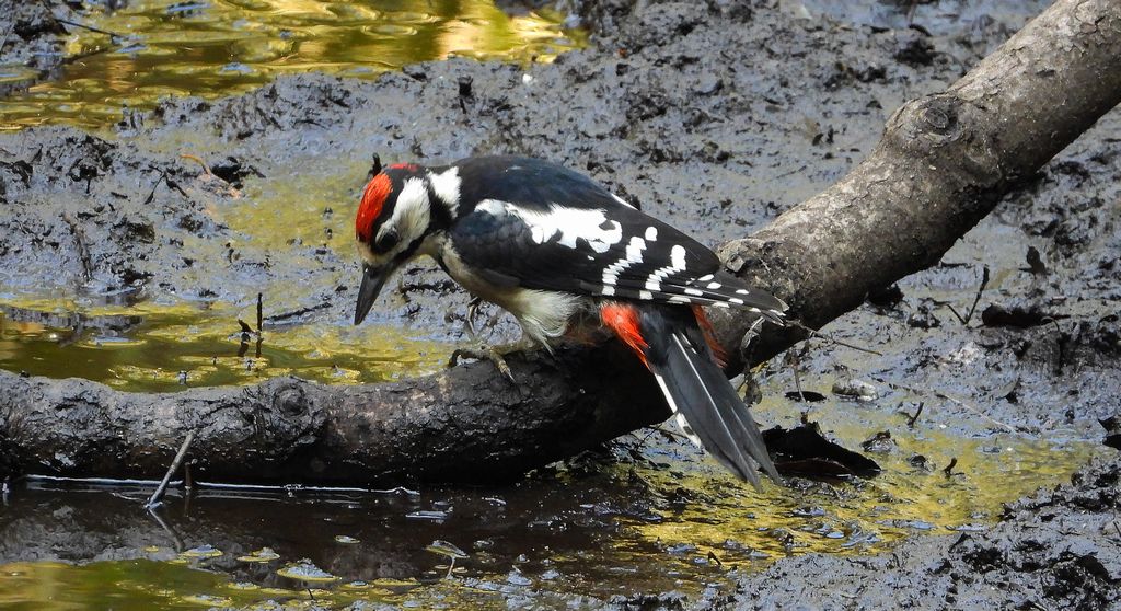 Dzięcioł duży, dzięcioł pstry większy (Dendrocopos major)