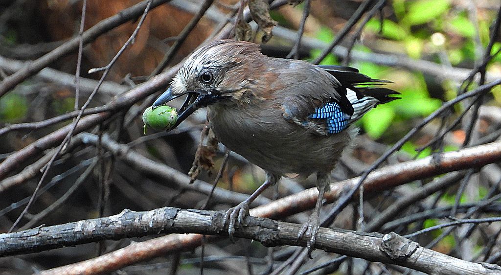 Sójka zwyczajna, sójka, sójka żołędziówka (Garrulus glandarius)