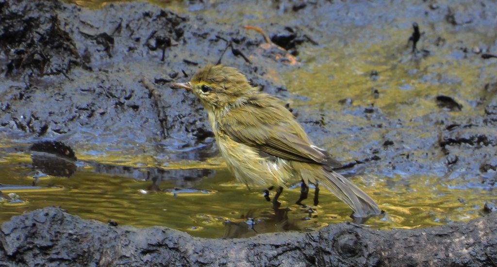 Świstunka leśna (Rhadina sibilatrix)