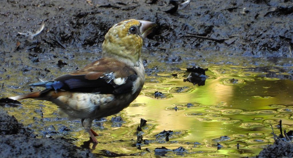 Grubodziób, pestkojad, grabołusk (Coccothraustes coccothraustes)