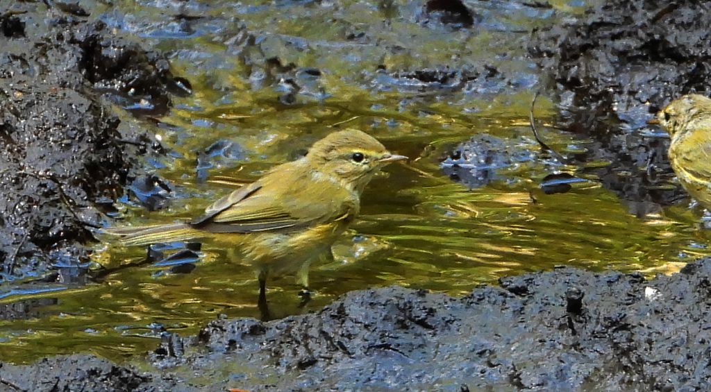Świstunka leśna (Rhadina sibilatrix)