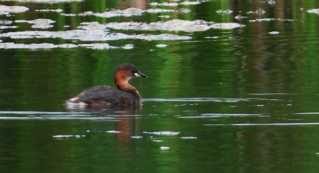 Perkozek (Tachybaptus ruficollis)