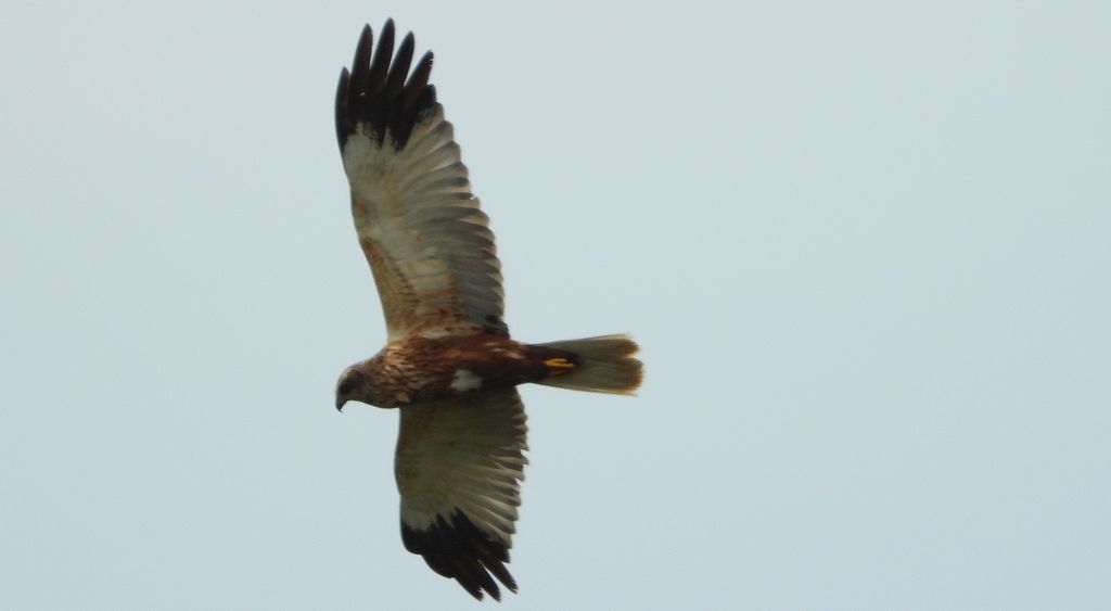 Błotniak stawowy (Circus aeruginosus)